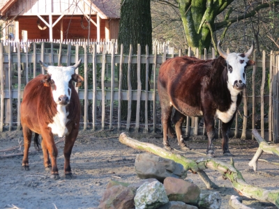 Zebu - De Zonnegloed - Animal park - Animal refuge centre 